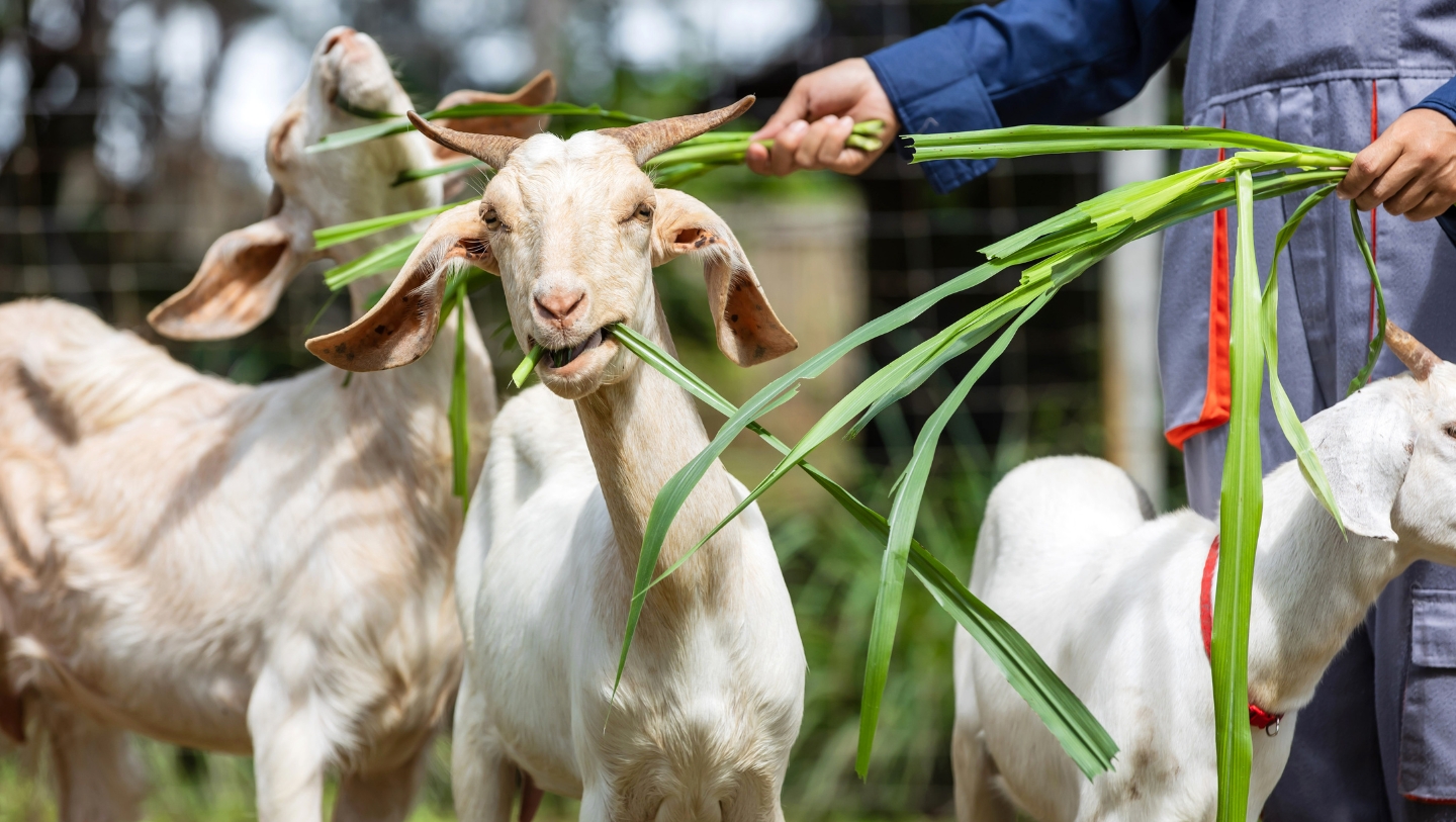 Farm to table As fresh as it gets SALA Phuket Mai Khao Beach Resort